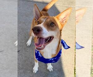 Shepradors Dogs for adoption in Tulsa, OK, USA