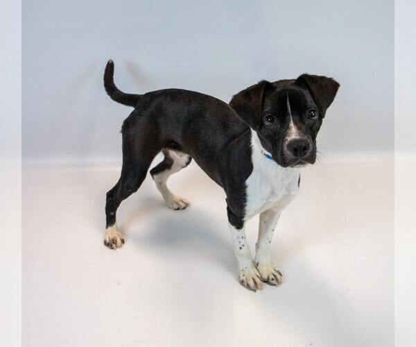 Medium Photo #5 Beagle-Unknown Mix Puppy For Sale in Kennesaw, GA, USA