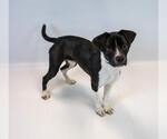 Small #4 Beagle Mix