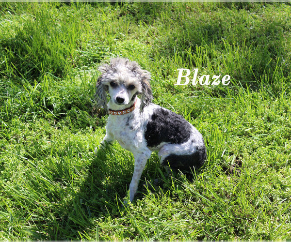 Medium Photo #1 Poodle (Toy) Puppy For Sale in CHANUTE, KS, USA