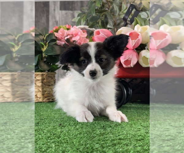 Medium Photo #2 Papillon Puppy For Sale in CANOGA, NY, USA