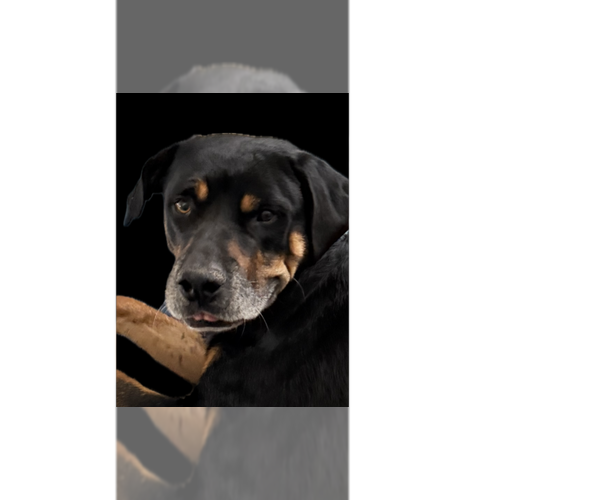 Medium Photo #8 Rottweiler Puppy For Sale in Gilbert, AZ, USA