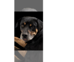 Small #7 Rottweiler