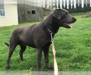 Labrador Retriever Puppy for sale in LAKELAND, FL, USA