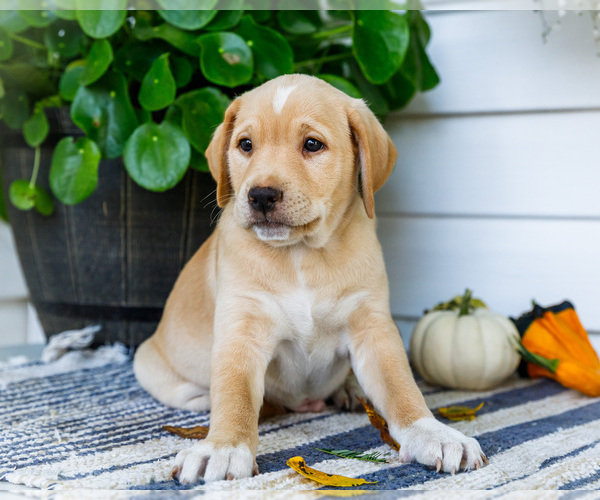 Medium Photo #3 Golden Retriever-Jack Russell Terrier Mix Puppy For Sale in WAKARUSA, IN, USA