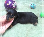 Small #3 Dachshund