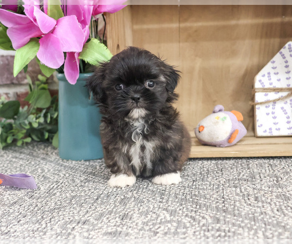 Medium Photo #1 Shih Tzu Puppy For Sale in SYRACUSE, IN, USA