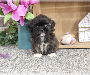 Shih Tzu Puppy for sale in SYRACUSE, IN, USA