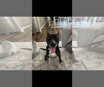 Small #3 Mutt