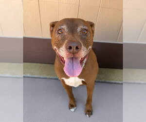 Lucy Ann - Adopt Me! - Female American Staffordshire Terrier-Labrador Retriever Mix Dog for Adoption - Photo #47