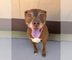 Small #46 American Staffordshire Terrier-Labrador Retriever Mix
