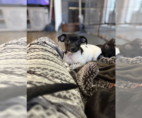 Medium Photo #2 Dachshund-Unknown Mix Puppy For Sale in Oakley , CA, USA