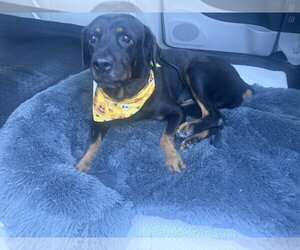 Ada - Female Rottweiler Dog for Adoption - Photo #3
