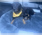 Small Photo #3 Rottweiler Puppy For Sale in Gilbert, AZ, USA
