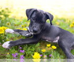 Small #3 Mutt