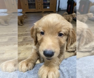 Goldendoodle Puppy for sale in BRADENTON, FL, USA