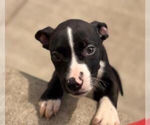 American Pit Bull Terrier Dogs for adoption in Tulsa, OK, USA