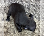Small #6 Rat Terrier
