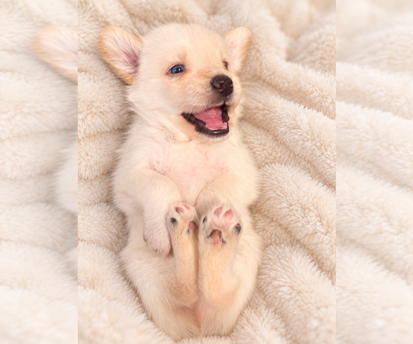 Medium Photo #9 Alaskan Husky-Cock-A-Poo Mix Puppy For Sale in YONKERS, NY, USA