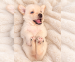 Puppy Rocko Alaskan Husky-Cock-A-Poo Mix
