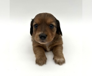 Dachshund Puppy for sale in FAIRBANK, IA, USA