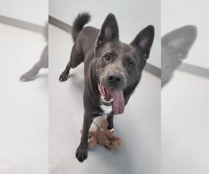 Mutt Dogs for adoption in Lake City, MI, USA