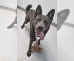 Frank (7208) - Male Mutt Dog for Adoption - Small photo