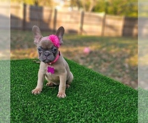 French Bulldog Puppy for sale in INDIANAPOLIS, IN, USA