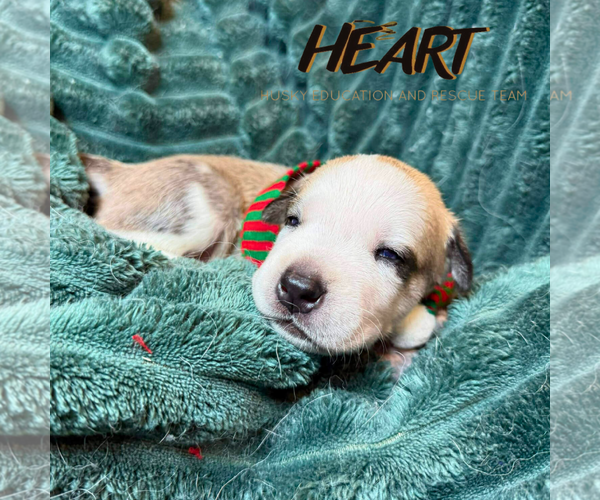 Medium Photo #5 Siberian Husky-Unknown Mix Puppy For Sale in Severn, MD, USA