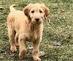 Small Photo #1 Goldendoodle (Miniature) Puppy For Sale in NILES, MI, USA