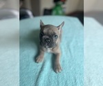 Small Photo #2 French Bulldog Puppy For Sale in PORTSMOUTH, RI, USA