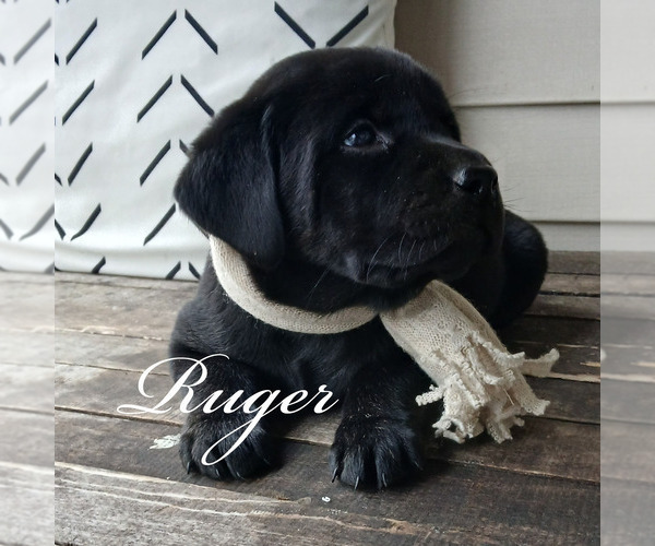 Medium Photo #3 Labrador Retriever Puppy For Sale in APPLE CREEK, OH, USA