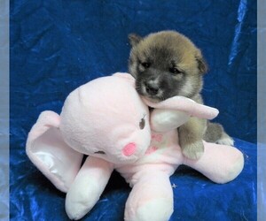 Shiba Inu Puppy for sale in NORWOOD, MO, USA