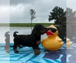 Small Photo #18 Dachshund Puppy For Sale in LOOGOOTEE, IN, USA