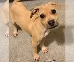 Small Photo #2 American Staffordshire Terrier-Black Mouth Cur Mix Puppy For Sale in Holly Springs, NC, USA