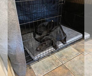 Pepper - Female Labrador Retriever-Unknown Mix Dog for Adoption - Photo #9