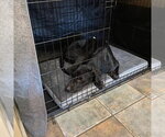 Small Photo #9 Labrador Retriever-Unknown Mix Puppy For Sale in Oakhurst, NJ, USA