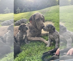 Great Dane Puppy for sale in HOPE, MI, USA