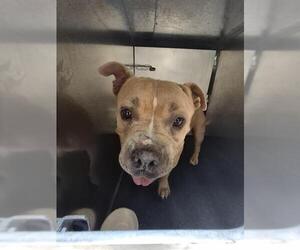 American Staffordshire Terrier Dogs for adoption in San Antonio, TX, USA
