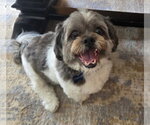 Small Shih Apso