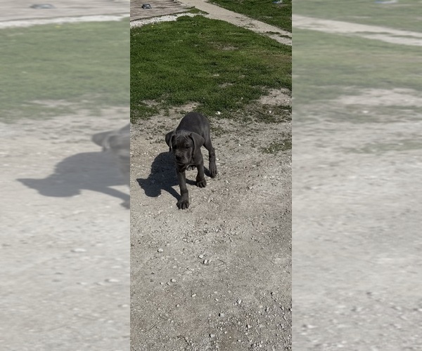 Medium Photo #4 Cane Corso Puppy For Sale in STUART, IA, USA