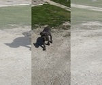 Small #3 Cane Corso