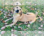 Small Black Mouth Cur-Labrador Retriever Mix