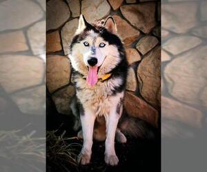 Siberian Husky Dogs for adoption in Sacramento, CA, USA