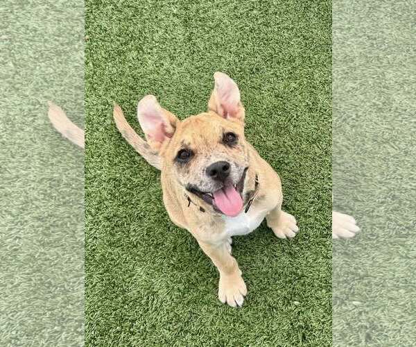 Medium Photo #5 Catahoula Leopard Dog-Staffordshire Bull Terrier Mix Puppy For Sale in Cave Creek, AZ, USA