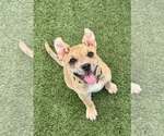 Small #4 Catahoula Leopard Dog-Staffordshire Bull Terrier Mix