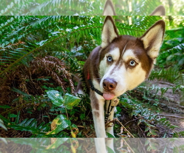 Medium Photo #1 Great Dane-Siberian Husky Mix Puppy For Sale in LONGVIEW, WA, USA
