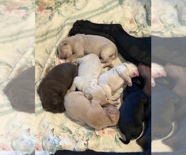 Medium Photo #32 Labrador Retriever Puppy For Sale in LEASBURG, MO, USA