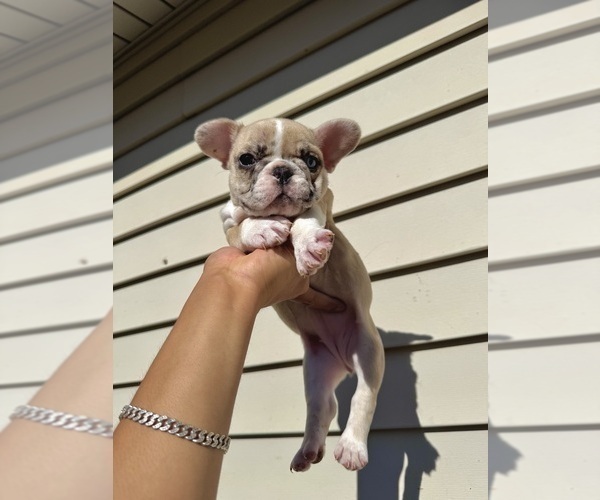 Medium Photo #3 French Bulldog Puppy For Sale in BROOKLYN, NY, USA