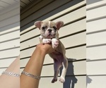 Small #2 French Bulldog